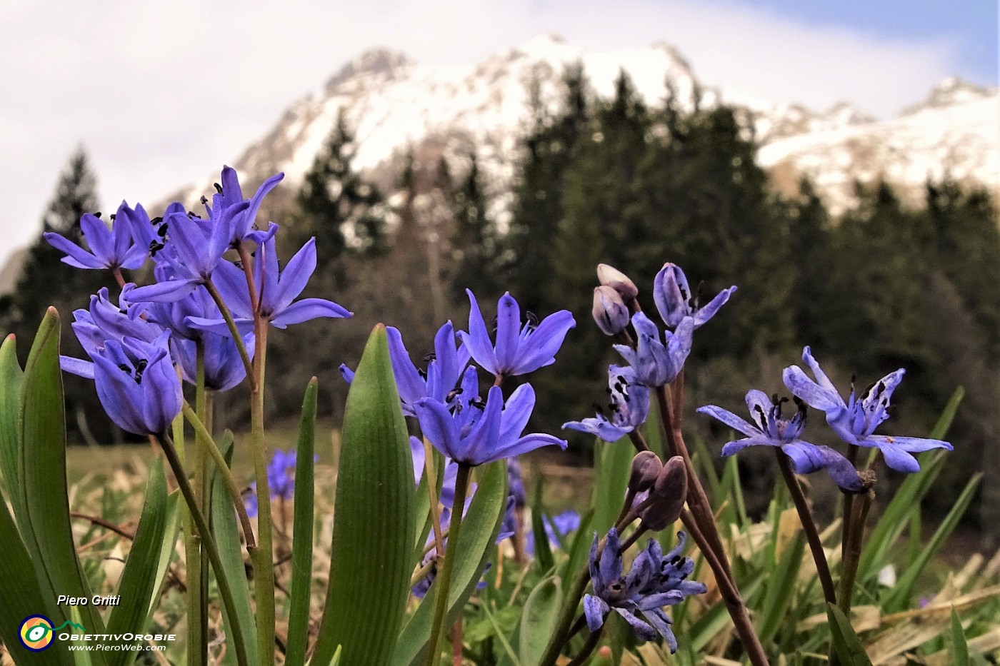 84 Scilla silvestre (scilla bifolia) con da sfondo il Tre Signori oltre l'abetaia.JPG